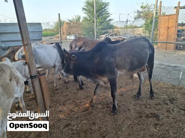 ثيران خارجيات احجام طيبه الحمدلله الراس 270 نهايه التواصل واتساب او اتصال فقط