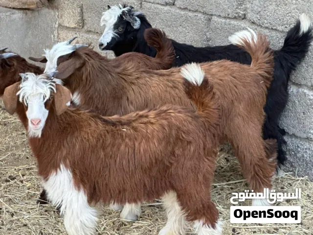 جدايا عمانيات سمان من حلال بني سعيد صنف جبالي كلهن من قطيع واحد