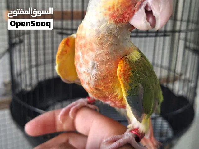 للبيع ببغاء كنيور اناناس