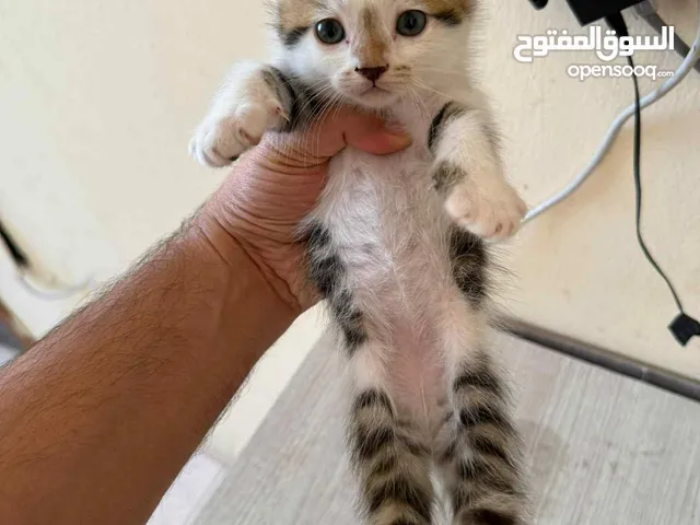 قطط عمرهم شهر ولد وبنت