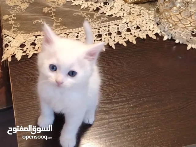 توأم شيرازي كيتن بسعر مغري لون ابيض وعيون ازرق بسعر مغري