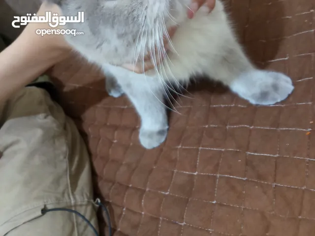 قط سيامي سكوتش فولد متعود ع الليتر بوكس