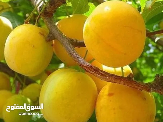 خوخ اصفر الكيلو  ويوجد وحصرم للكبس الكيلو بدينار