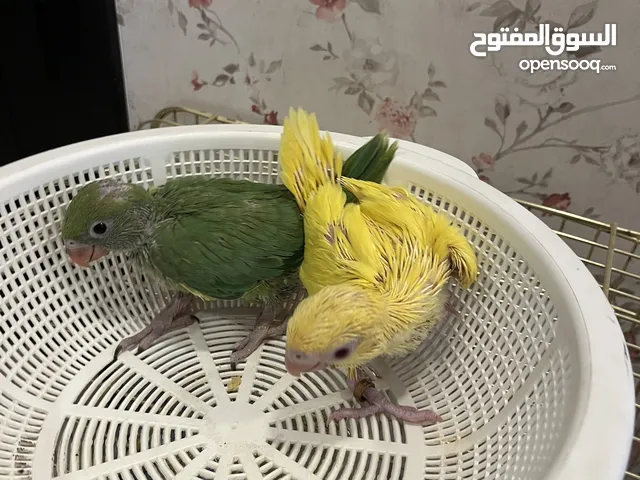 للبيع متو غر الأصفر وا الأخضر