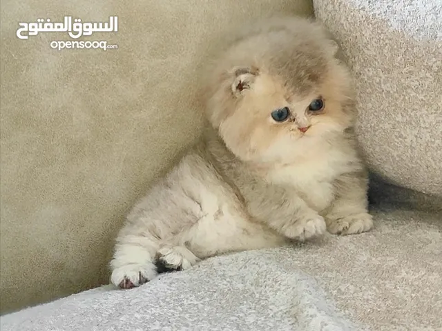 أجمل قطط للبيع بتركيا
