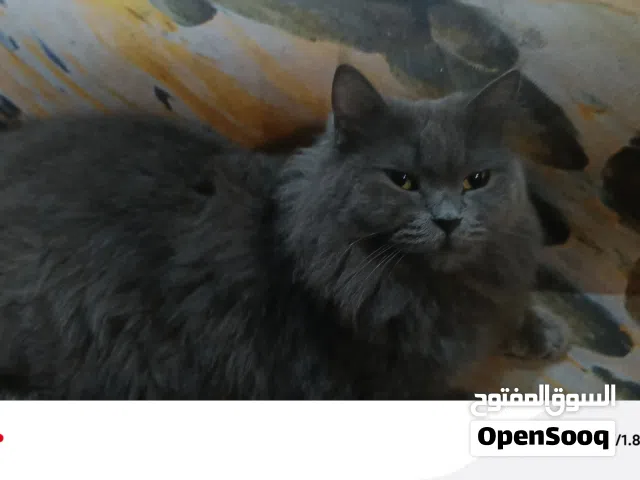 قطة شيرازي أليفة ونضيفة اللتمني وغير مريضة