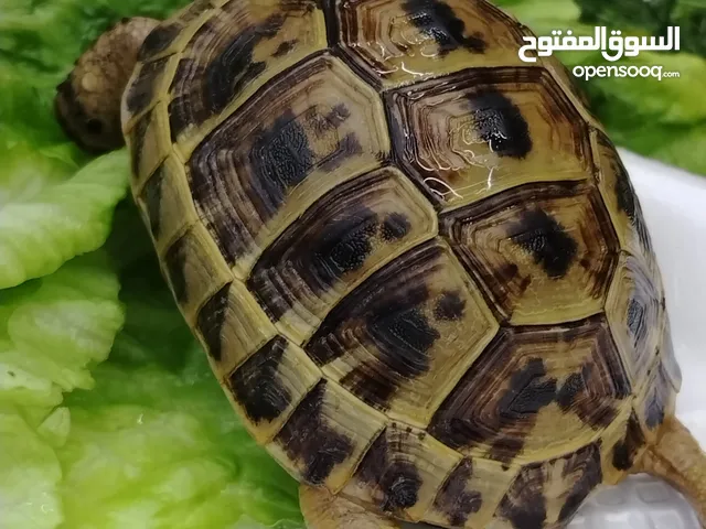 سلحفاة يونانيه للبيع صحيه ونشطه تاكل بشكل ممتاز نشطه وتحب الحفر والعب بل رمل صحيه وخليه من الامراض