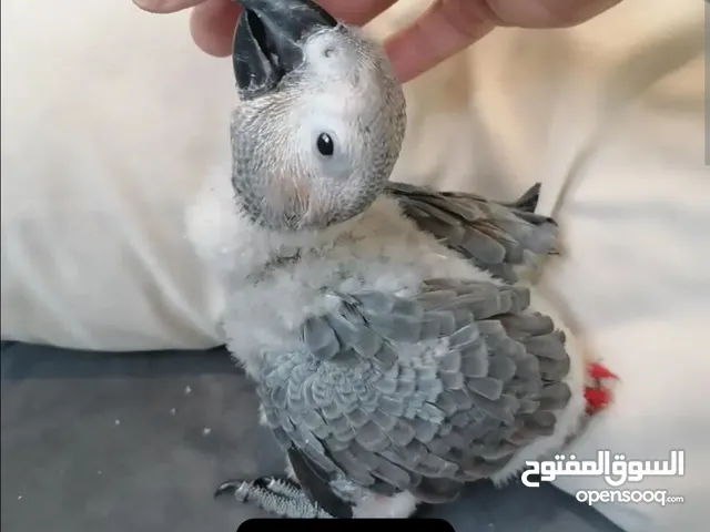 كاسكو .. لوري .. دره للزق اليدوي