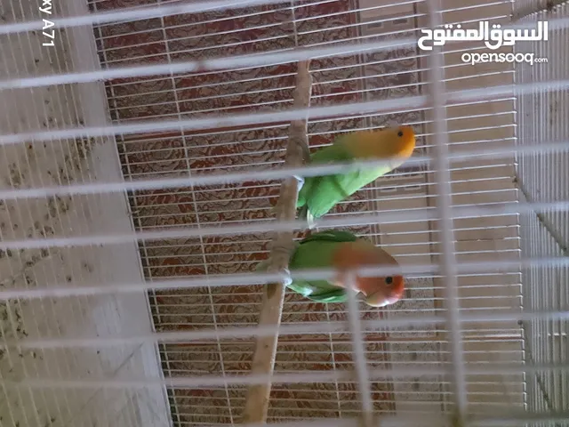 جوز روز منتج مع قفص و كوخ خشب صحتهمً ممتاز جدن