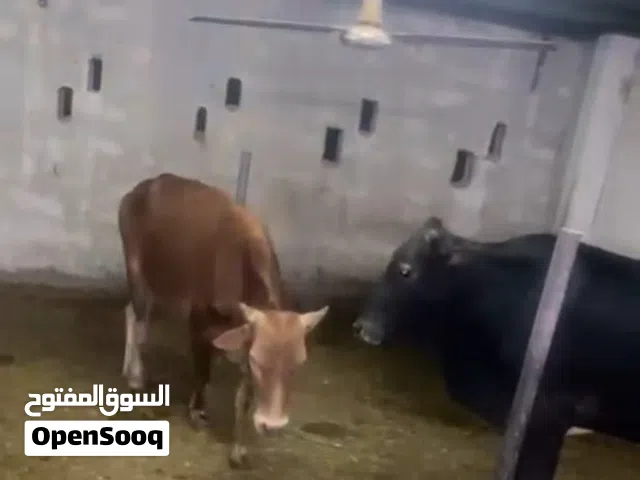عجالة عمانيات للبيع