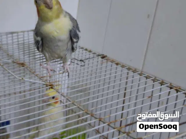 جوز كوكتيل