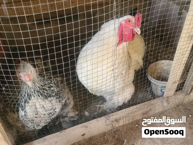 دجاج بصحه جيده برامه كوجي وعرب