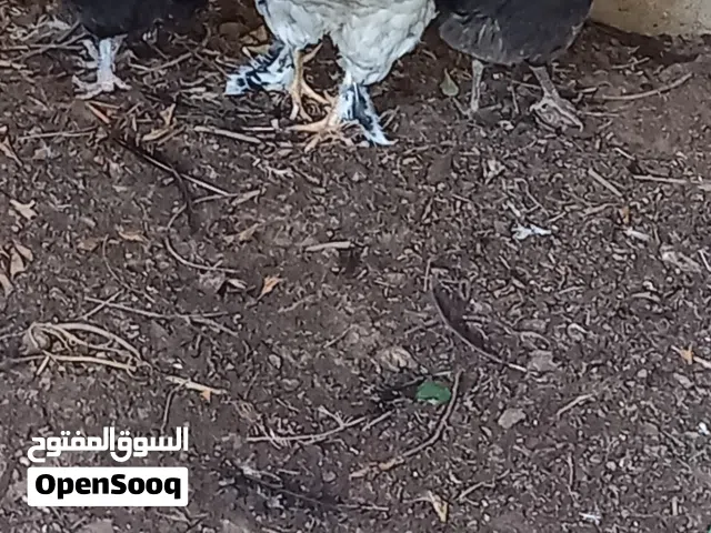 زوز دجاجات عربي فروج مهجن علي براهما .....