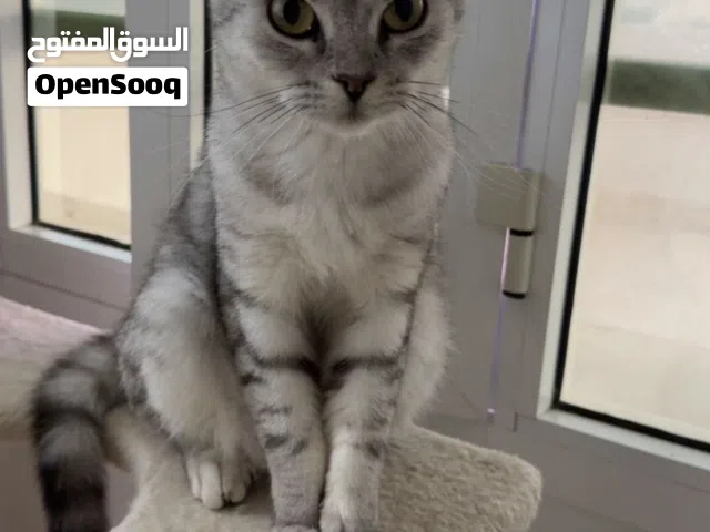 كتن للبيع  cat for sale. الصحه ممتازه و تستخدم اللتربوكس