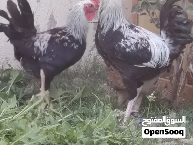 ديوجه عدد 2 دندراوي افرك سعودي اصلي التك