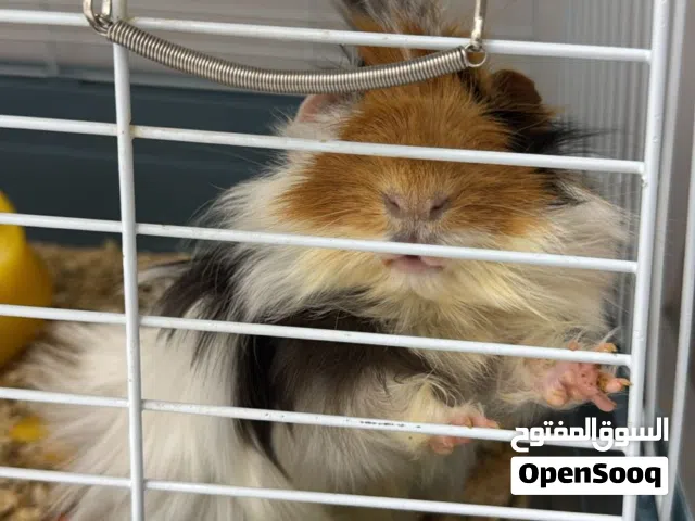 قيينا بيق Guinea pig