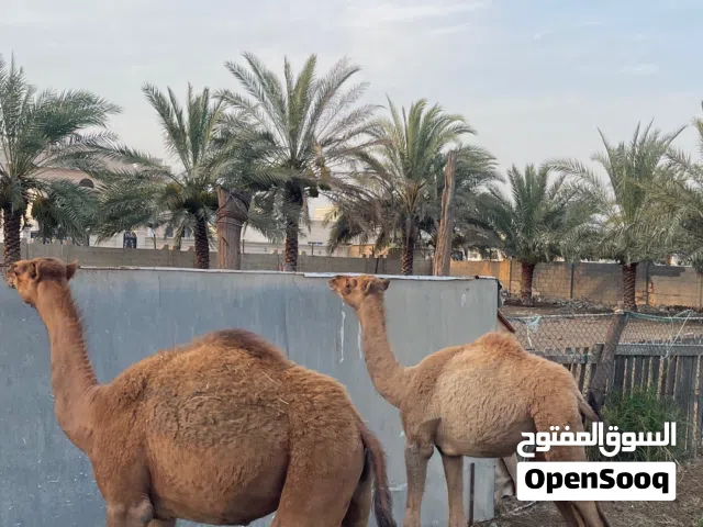 بواطن بكرة وقعود - سلالة الاصايل