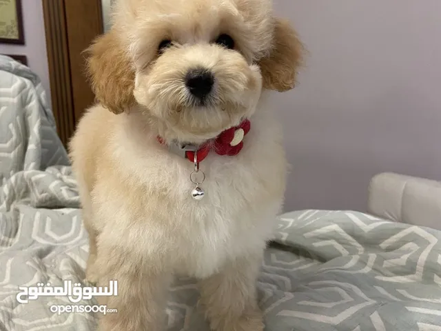 Toy Poodle