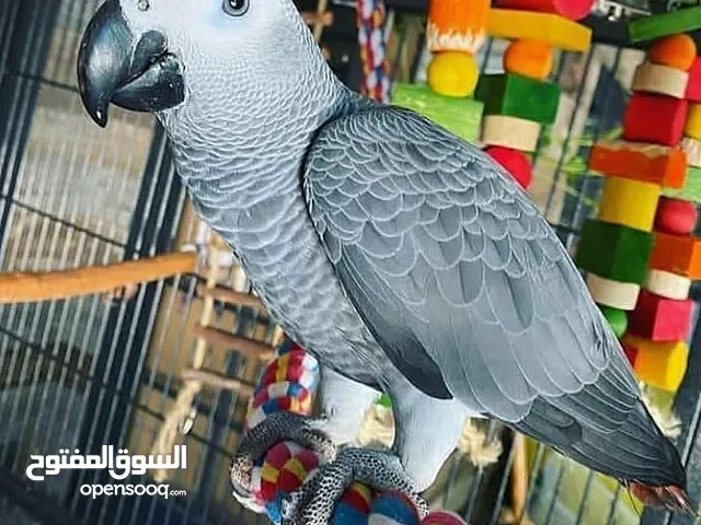 lovely African gray parrot