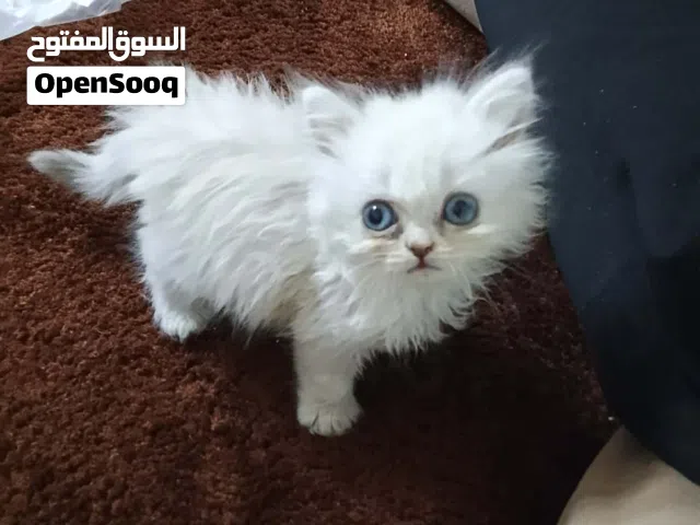 قطوسه شيرازي صغيره للبيع معاها كيس رمل كبير واخده منه شويي بس ومعاها صونية طعام ولتر بوكس والباله ال