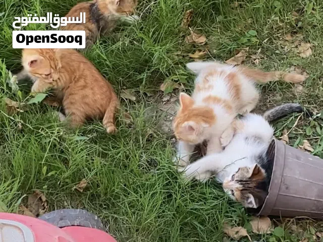 قطط 4 اناث عمرهن شهر