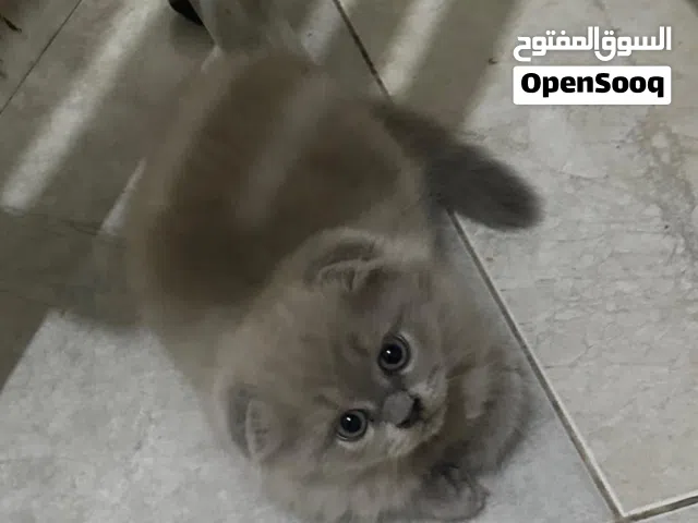 قطط سكوتش فولد وستريت