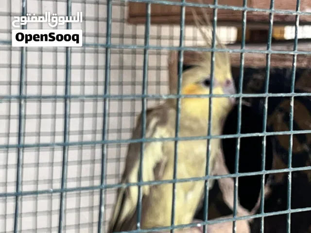 كوكتيل ازواج