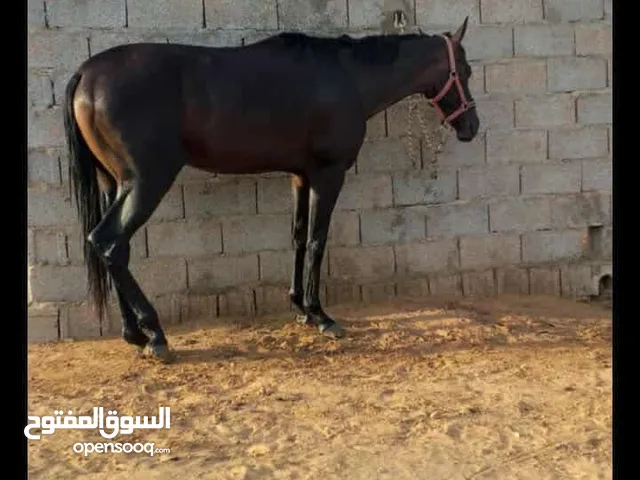 حصان للبيع مستعجل