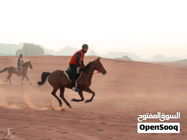 خيل مراثون عالي ما شاء الله