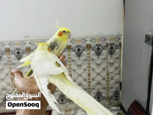 كوكتيلات مال بيت شوف لوصف