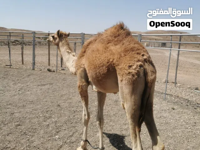 بيع جعود اموره طيبه