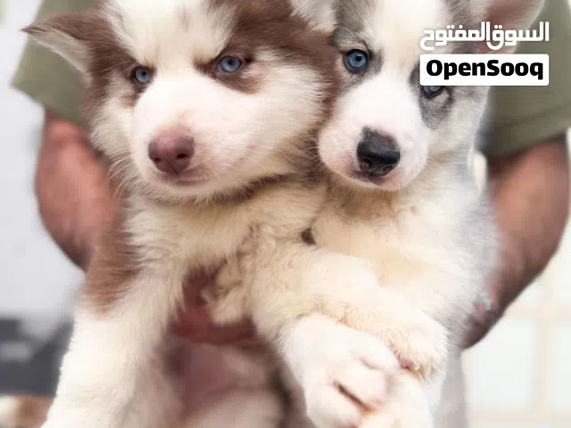 يراوة هاسكي