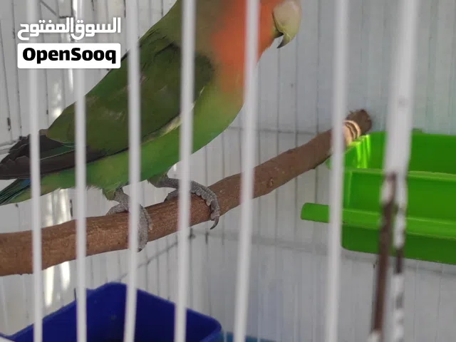 ذكر روز  مصوقر عمرة سنة وشوية