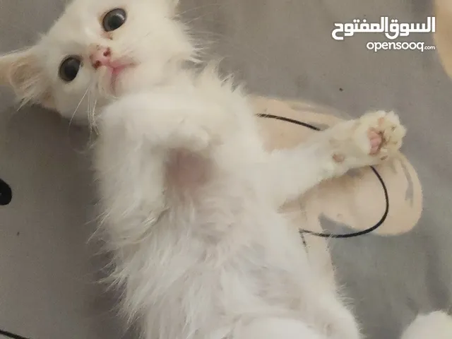2 months old Persian kitten for sale adoption