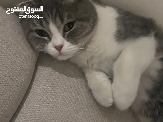 قطه سكوتش فولد معقمه للتبني