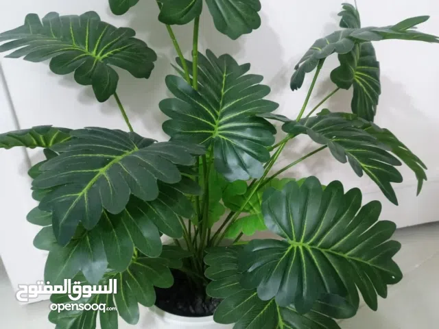 نبتة شجر زينة جديد