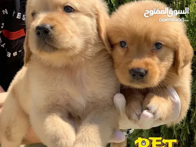 جولدن الاختيار الصحيح للعائله
