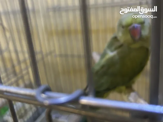 أنثى ببغاء درة غير أليفة للبيع مع القفص