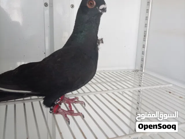 بولندي اسود