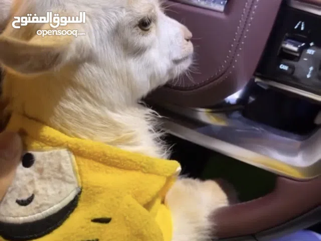 الماعز القزم البيور