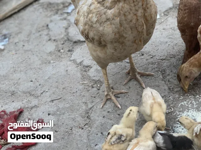 دجاجه حنينه وراها 7افراخ عمرهن 30يوم