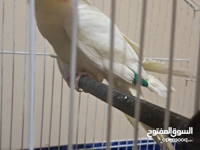 طير كوكتيل جامبو