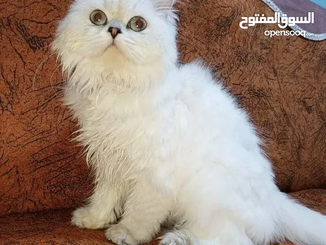 قطة للبيع موجودة بولاية قونيا
