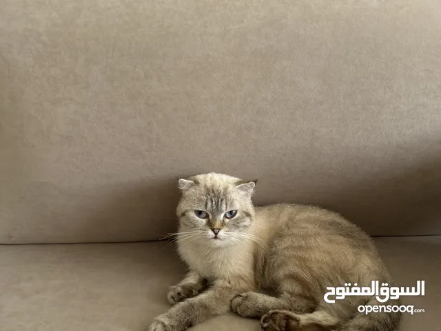 قطة سكوتش انثى صغيرة للتبني