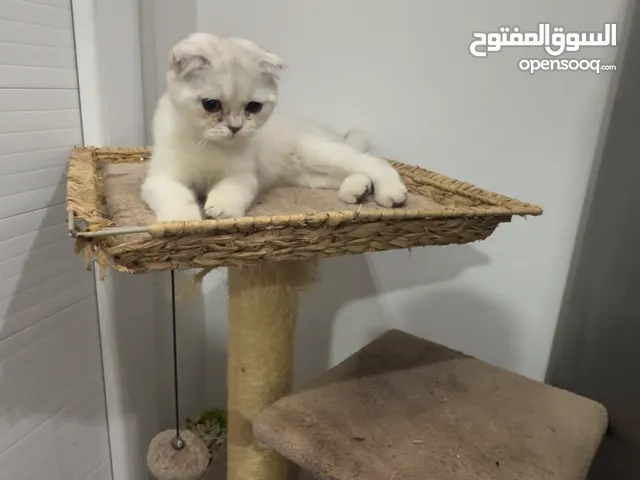 Beautiful Cat for Sale – Healthy & Friendly ( urgent sale i am leaving)