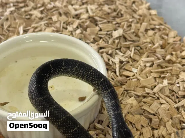 ثعبان كينج سنيك بلاك للبيع  Black King snake for sale