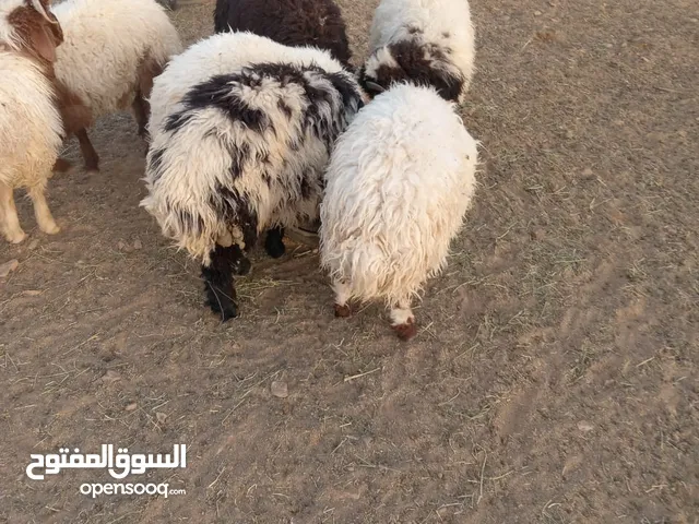 ذبايح نعيم بلدي بسعر فاخر