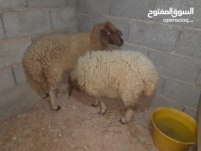 نعجه تحتها حوليه