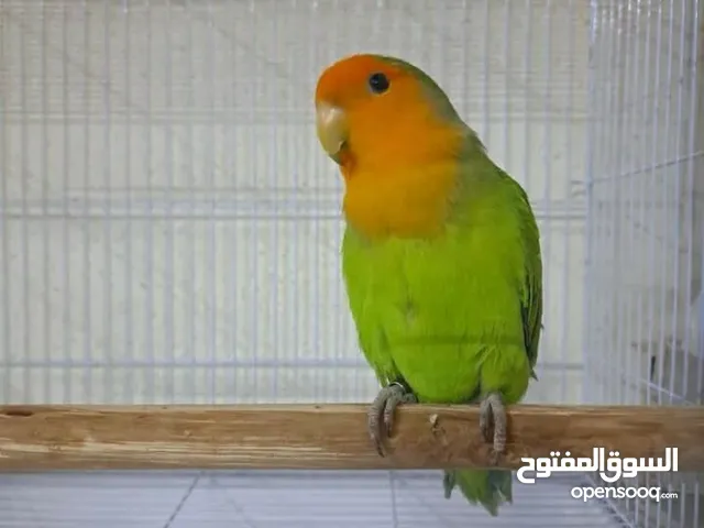 عشاق الطيور عروض مميزة (ببغاء اليف لعائلة محبة للحيوانات )