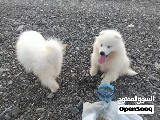 للبيع جرو سامويل بيور اصل ذكر وانثى